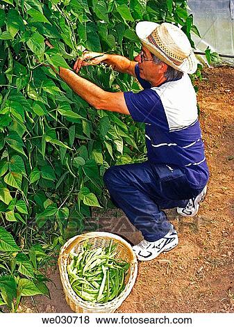 Harvesting beans View Large Photo Image Stock Photo - Harvesting beans. Fotosearch