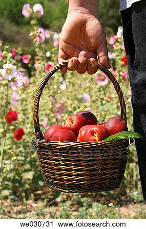 Harvesting nectarines View Large Photo Image Stock Image - Harvesting nectarines. Fotosearch