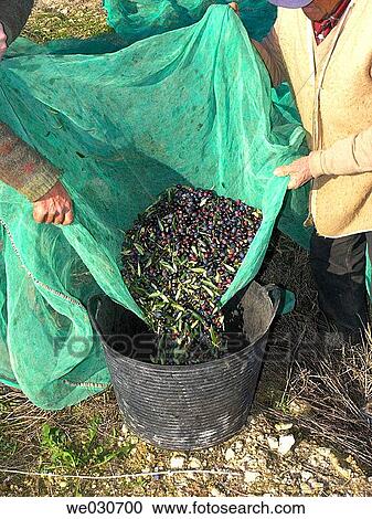 Harvesting olives View Large Photo Image Stock Image - Harvesting olives. Fotosearch