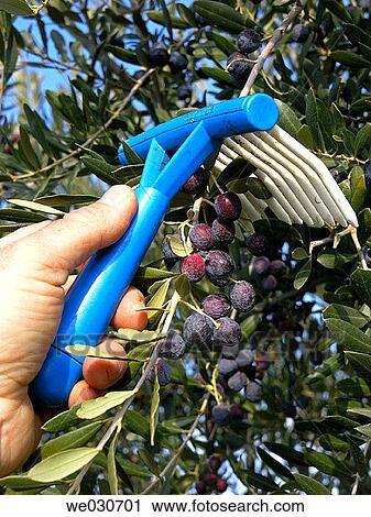 Harvesting olives View Large Photo Image Stock Image - Harvesting olives. Fotosearch