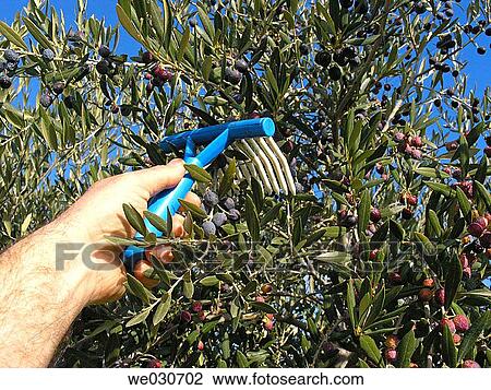 Harvesting olives View Large Photo Image Stock Image - Harvesting olives. Fotosearch