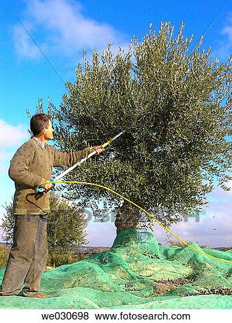 Harvesting olives View Large Photo Image Stock Photo - Harvesting olives. Fotosearch