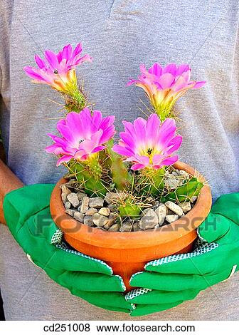 Hedgehog cactus (Echinocereus sp. ) View Large Photo Image Stock Photo - Hedgehog cactus (Echinocereus sp. ). Fotosearch