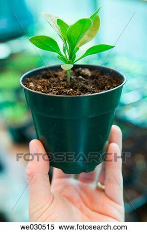 Holding young plants View Large Photo Image Stock Photography - Holding young plants. Fotosearch