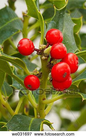 Holly (Ilex aquifolium) View Large Photo Image Stock Photo - Holly (Ilex aquifolium). Fotosearch