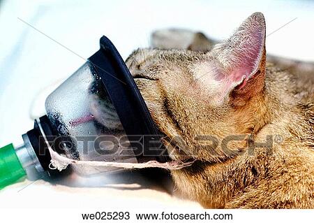 Stock Image - Housecat surgical operation. Fotosearch