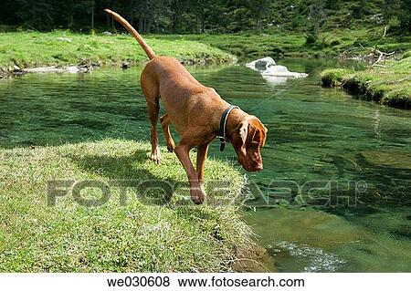Hunting-dog on the banks of a mountain-river, Zandlacher Boden, Reisseck near Kolbnitz, M÷lltal, Carinthia, Austria, Europe View Large Photo Image Stock Photo - Hunting-dog on the banks of a mountain-river, Zandlacher Boden, Reisseck near Kolbnitz, M÷lltal, Carinthia, Austria, Europe. Fotosearch