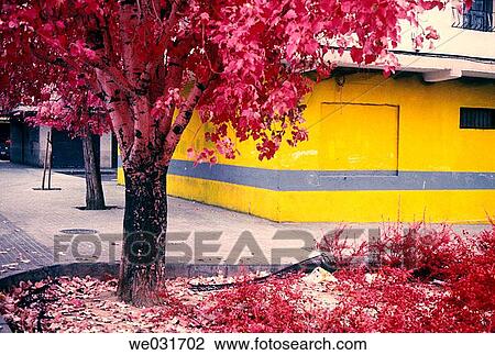Infrared view of tree View Large Photo Image Stock Image - Infrared view of tree. Fotosearch