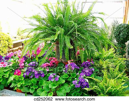 Stock Image - Interior plants: ferns and primroses (Primula obconica). Fotosearch