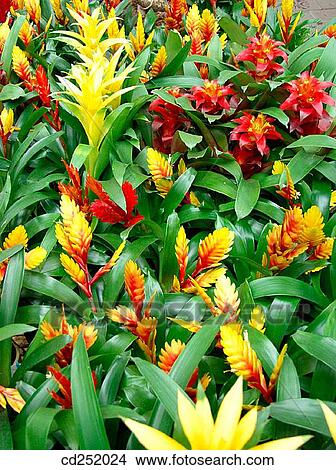 Interior plants from Bromeliaceae family (Vriesea, Guzmania, Aechmea) View Large Photo Image Picture - Interior plants from Bromeliaceae family (Vriesea, Guzmania, Aechmea). Fotosearch
