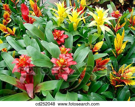 Interior plants from Bromeliaceae family (Vriesea, Guzmania, Aechmea) View Large Photo Image Stock Photo - Interior plants from Bromeliaceae family (Vriesea, Guzmania, Aechmea). Fotosearch