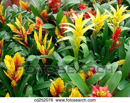 Interior plants from Bromeliaceae family (Vriesea, Guzmania, Aechmea) View Large Photo Image Stock Photograph - Interior plants from Bromeliaceae family (Vriesea, Guzmania, Aechmea). Fotosearch