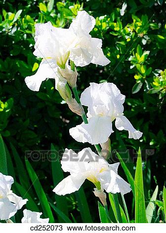 Iris (Iris germanica) View Large Photo Image Stock Image - Iris (Iris germanica). Fotosearch