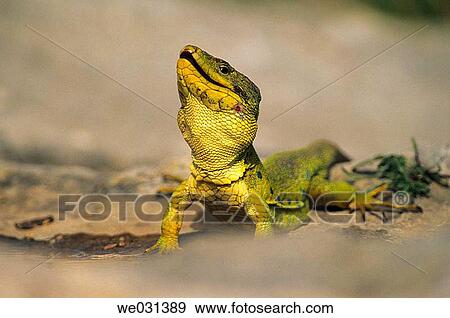 Jewelled Lacerta (Lacerta lepida) View Large Photo Image Stock Photo - Jewelled Lacerta (Lacerta lepida). Fotosearch