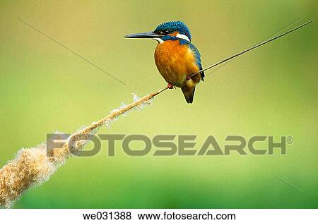 Stock Photo - Kingfisher (Alcedo atthis). Fotosearch