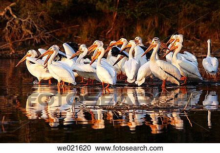 Stock Image - Lake of the Woods - Pelicans. Fotosearch
