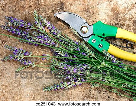 Lavender (Lavandula officinalis) View Large Photo Image Stock Image - Lavender (Lavandula officinalis). Fotosearch