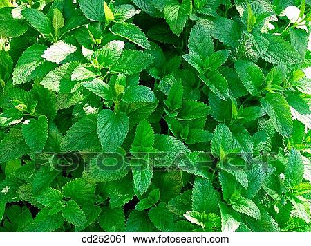 Stock Image - Lemon Balm (Melissa officinalis). Fotosearch