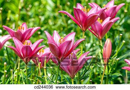Lilies, flower field. Haarlem. Netherlands View Large Photo Image Stock Photograph - Lilies, flower field. Haarlem. Netherlands. Fotosearch