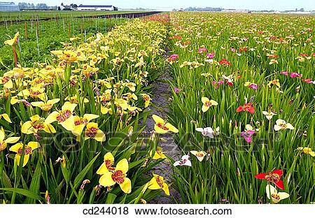 Lilies, flower field near Lisse. Netherlands View Large Photo Image Stock Photo - Lilies, flower field near Lisse. Netherlands. Fotosearch