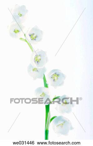 Lily Of The Valley. Convallaria majalis. April 2005, Maryland, USA View Large Photo Image Stock Photograph - Lily Of The Valley. Convallaria majalis. April 2005, Maryland, USA. Fotosearch