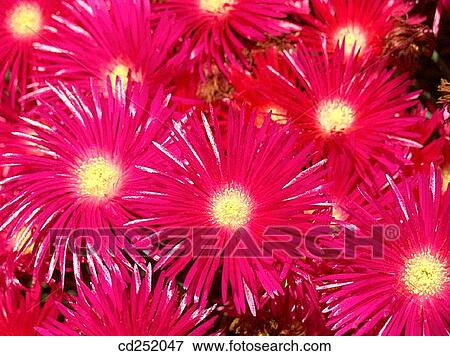 Livingstone Daisies (Mesembryanthemum sp. ) View Large Photo Image Stock Photo - Livingstone Daisies (Mesembryanthemum sp. ). Fotosearch
