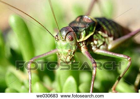 Stock Image - Locust. Fotosearch