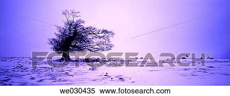 Lone tree. Sierra de Abodi, Navarra. Spain View Large Photo Image Stock Photography - Lone tree. Sierra de Abodi, Navarra. Spain. Fotosearch