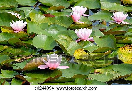 Lotus flowers, Het Nationale Park De Hoge Veluwe. Gelderland, Netherlands View Large Photo Image Picture - Lotus flowers, Het Nationale Park De Hoge Veluwe. Gelderland, Netherlands. Fotosearch