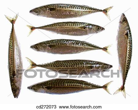 Mackerels View Large Photo Image Stock Image - Mackerels. Fotosearch