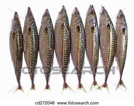 Mackerels View Large Photo Image Stock Photograph - Mackerels. Fotosearch