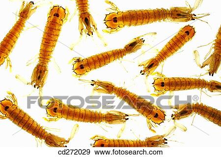 Stock Photo - Mantis shrimps. Fotosearch