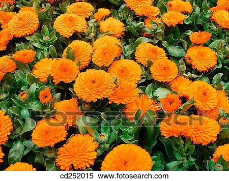 Marigolds (Calendula officinalis) View Large Photo Image Stock Photography - Marigolds (Calendula officinalis). Fotosearch