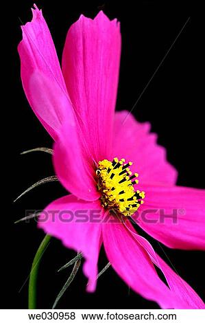 Mexican Aster (Cosmos bipinnatus) View Large Photo Image Stock Photo - Mexican Aster (Cosmos bipinnatus). Fotosearch