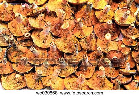 Mushrooms View Large Photo Image Stock Photo - Mushrooms. Fotosearch