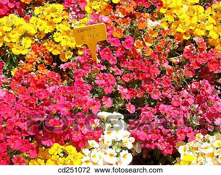 Nemesias (Nemesia hybr. ) View Large Photo Image Stock Image - Nemesias (Nemesia hybr. ). Fotosearch