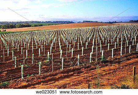 Newly planted vines in vineyard View Large Photo Image Stock Image - Newly planted vines in vineyard. Fotosearch