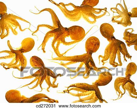 Stock Image - Octopus. Fotosearch