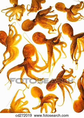 Octopus View Large Photo Image Stock Photo - Octopus. Fotosearch