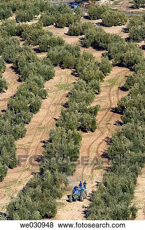 Olive grove. C? rdoba province, Andalusia. Spain View Large Photo Image Stock Photo - Olive grove. C? rdoba province, Andalusia. Spain. Fotosearch