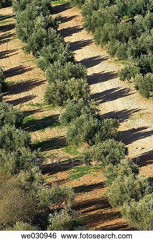 Stock Photograph - Olive grove. C? rdoba province, Andalusia. Spain. Fotosearch