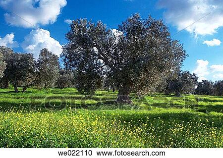 Olive grove. Dos Hermanas, Sevilla province, Spain View Large Photo Image Stock Image - Olive grove. Dos Hermanas, Sevilla province, Spain. Fotosearch