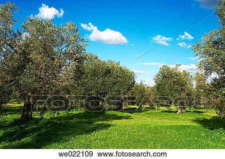 Olive grove. Dos Hermanas, Sevilla province, Spain View Large Photo Image Stock Photo - Olive grove. Dos Hermanas, Sevilla province, Spain. Fotosearch