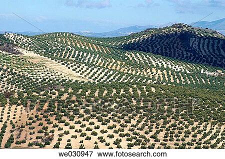Olive groves. C? rdoba province, Andalusia. Spain View Large Photo Image Stock Photo - Olive groves. C? rdoba province, Andalusia. Spain. Fotosearch