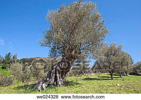 Olive trees in spring. Parco delle Madonie. Sicily, Italy View Large Photo Image Stock Photo - Olive trees in spring. Parco delle Madonie. Sicily, Italy. Fotosearch