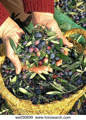 Olives View Large Photo Image Stock Photo - Olives. Fotosearch
