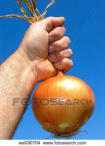 Onion View Large Photo Image Picture - Onion. Fotosearch