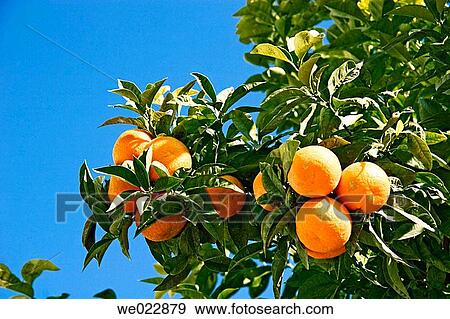 Oranges on orange tree View Large Photo Image Stock Photo - Oranges on orange tree. Fotosearch