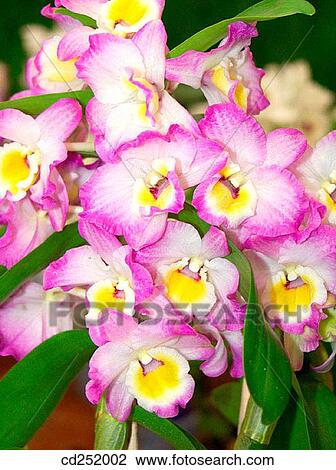 Orchid (Cattleya sp. ) View Large Photo Image Stock Image - Orchid (Cattleya sp. ). Fotosearch