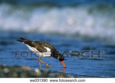 Stock Image - Oystercatcher (Haematopus ostralegus). Mßlaga, Andalusia, Spain. Fotosearch
